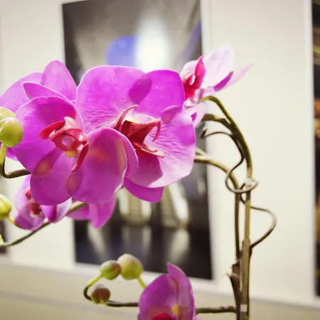 Colombo נאפולי